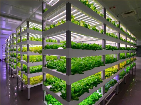 帐篷式人工光植物栽培室